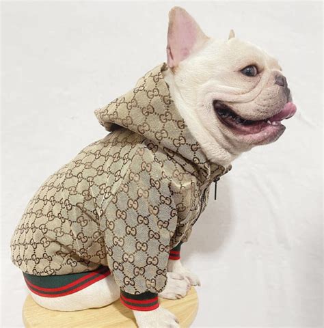 gucci rain jacket for dog|Gucci raincoat for dogs.